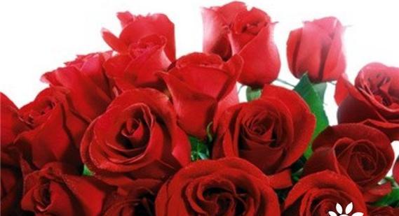 用玫瑰花挽回爱情的有效方法（15种方法教你成功收获真爱）