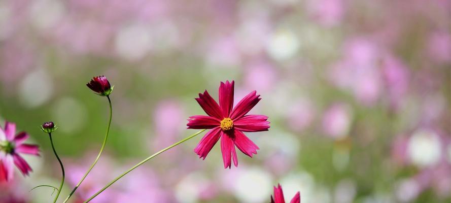 花语与爱情（解读花语）