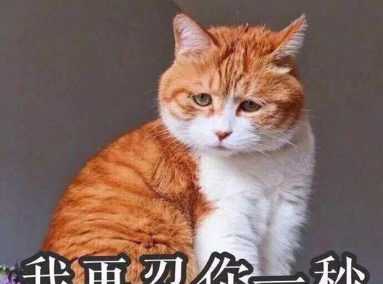 你是猫派还是犬派（通过这个有趣的测试）