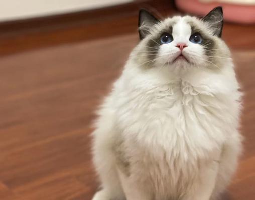 你是猫派还是犬派（通过这个有趣的测试）