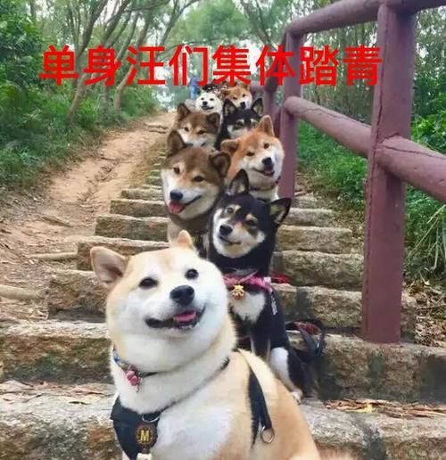 聪明脱单攻略——让你不再做寂寞单身狗（自爱、自信、自律）