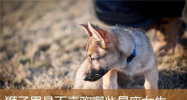 如何挽救被伤害的狮子男的面子（教你如何化解狮子男的面子伤害）