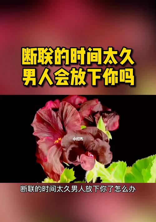 分手后应该挽回吗（探讨分手后的情感挽回与放手）