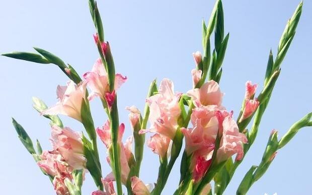 挽回爱情的花语（以什么花为媒介）