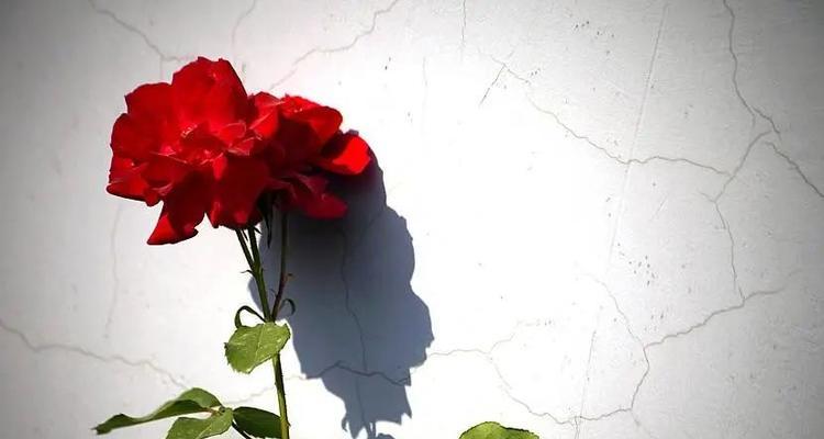 测试你对生活有怎样的追求？如何通过日常活动发现个人追求？