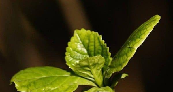 测试你能拒绝乱桃花吗？如何应对职场中的不当追求？