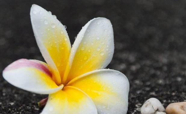 测试你怎么样才能招桃花运？有效提升桃花运的方法有哪些？