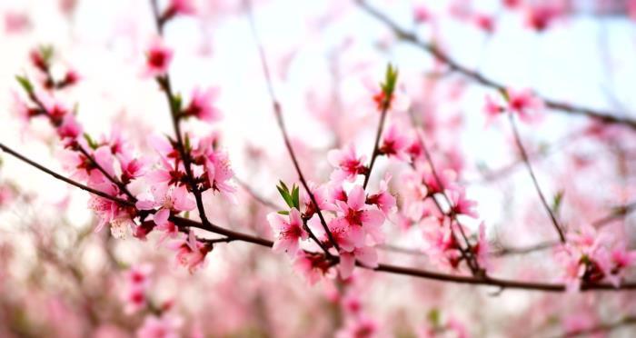 测试你怎么样才能招桃花运？有效提升桃花运的方法有哪些？