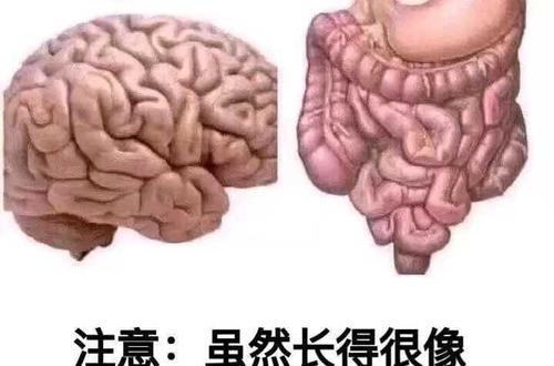 大脑真的是我说了算吗？如何控制自己的思维和行为？