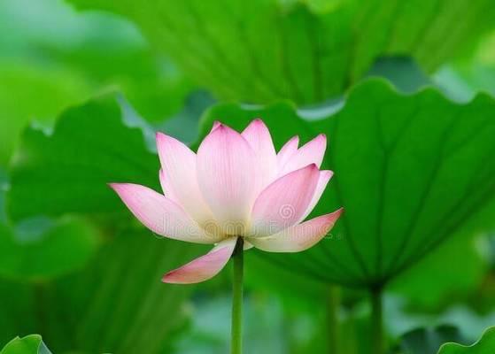 得不偿失是什么意思？如何避免这种情况的发生？