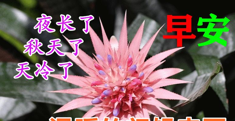 如何用早安问候语表达爱意？男朋友喜欢的早安问候语有哪些？