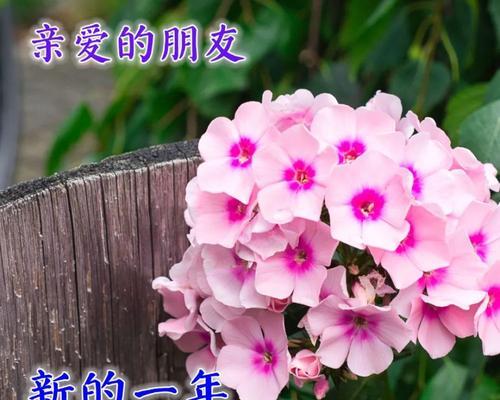 吵架后如何优雅地发送早安问候？